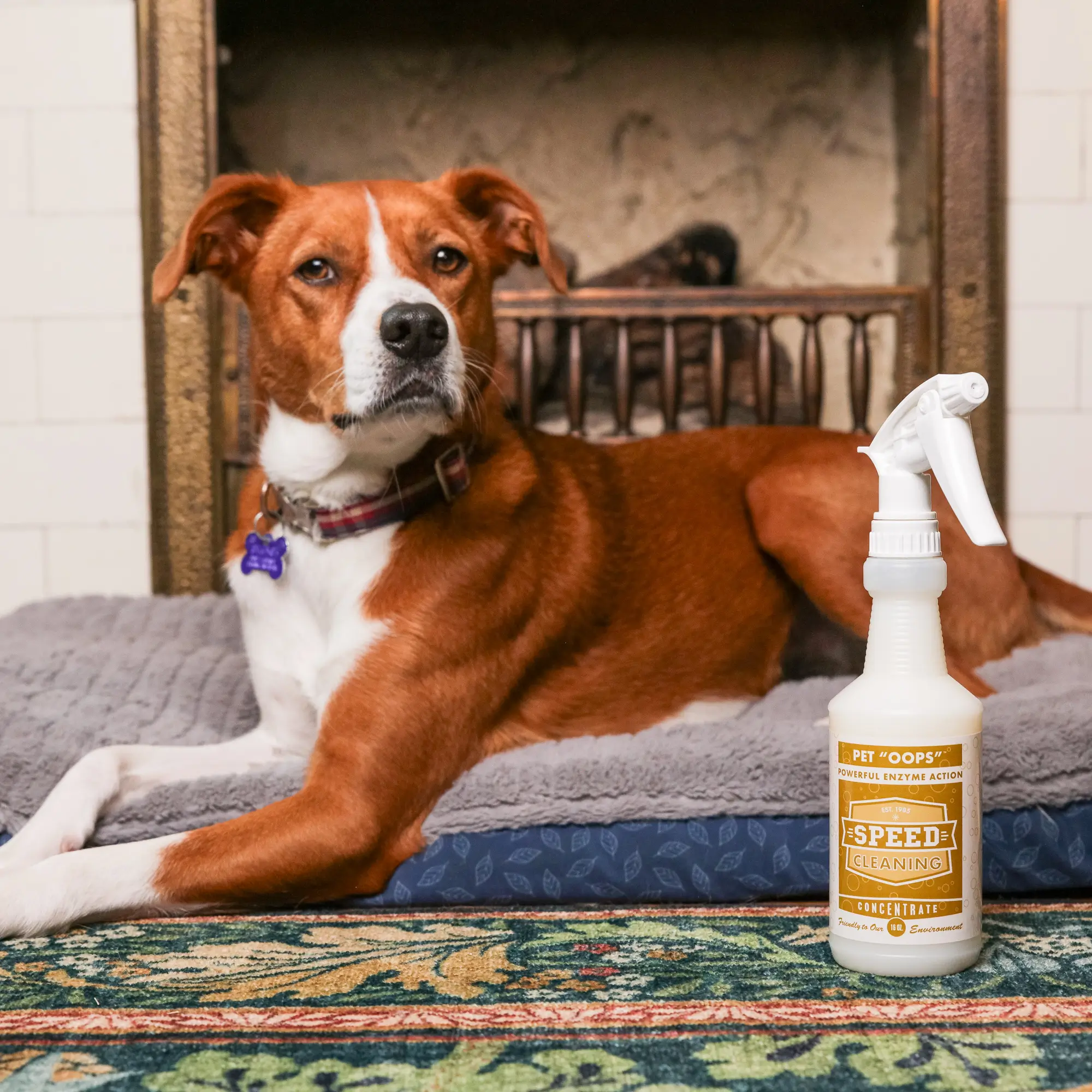 Pet 'Oops' Concentrate | Enzyme Cleaner - Image 6