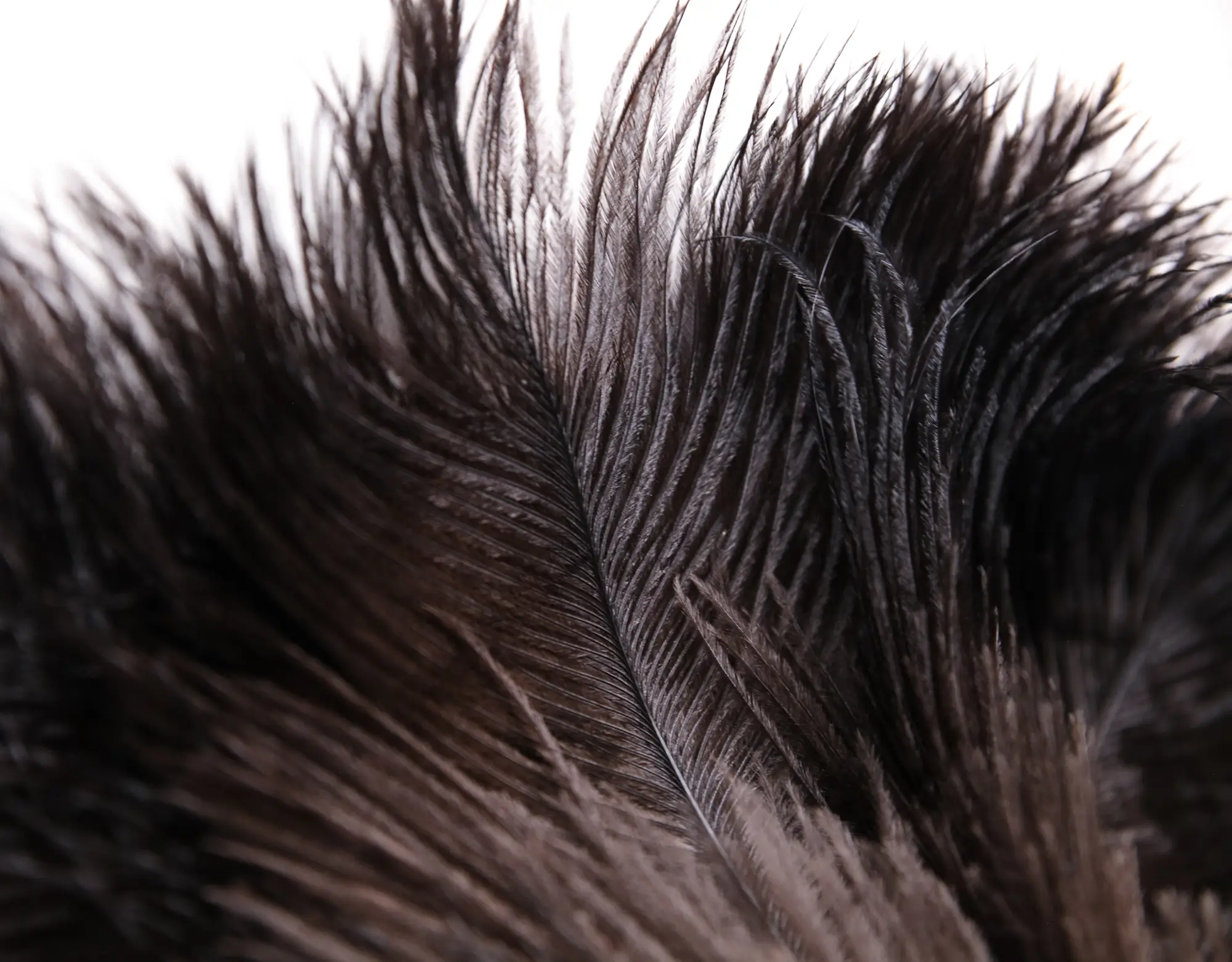 Premium Ostrich Feather Duster | 13, 18, 20 & 28 Inch Sizes - Image 7